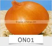 SQ16 Cuty very early maturity baby pick hybrid squash seeds