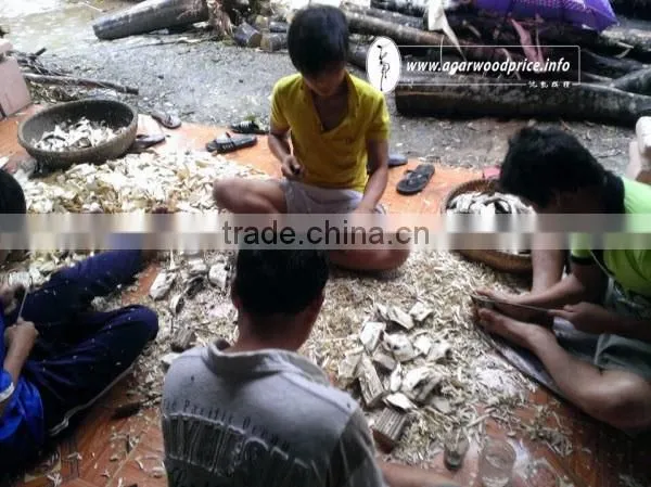 Long Time Formation to Get The Highest Fragrance of Vietnam Agarwood Chips - Aloeswood/Eaglewood/ Oud Chips