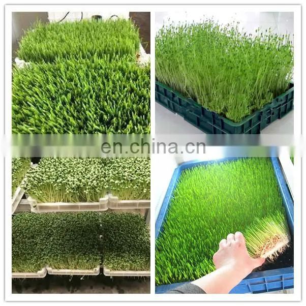 grass wheat barley fodder hydroponic green forage machine for sheep cow
