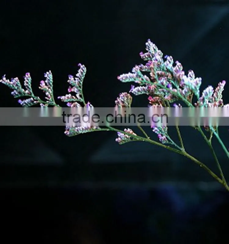 Cut Fresh hot sell wholesale fresh flowers cut foliage