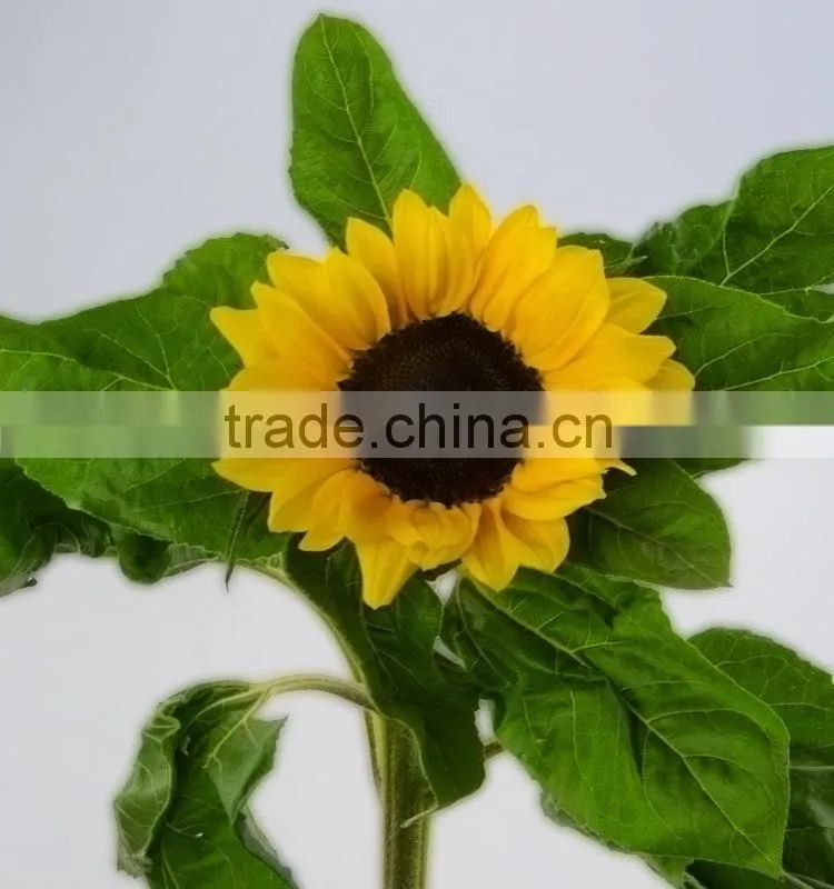 Good quality new products blue fresh cut sunflowers