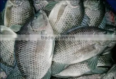 Frozen Tilapia Whole Round Fish