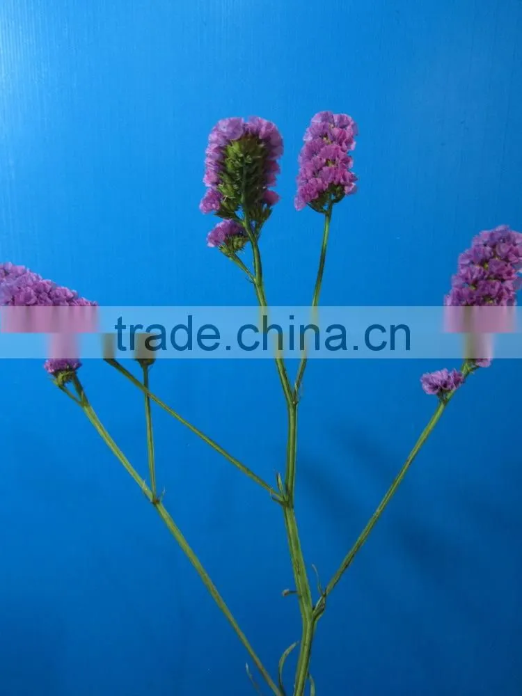 Elegant in smell best selling light short branch myosotis