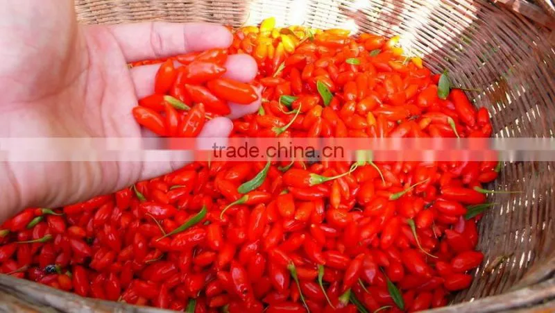 100% natural goji berry Chinese berry goji ningxia wolfberry