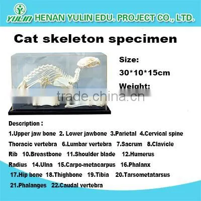 Pigeon skeleton preserved model skeleton for teaching and medical for agriculture