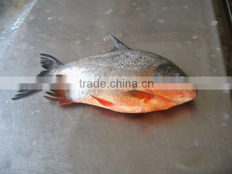 China origin frozen black pomfret 500-1000g IQF