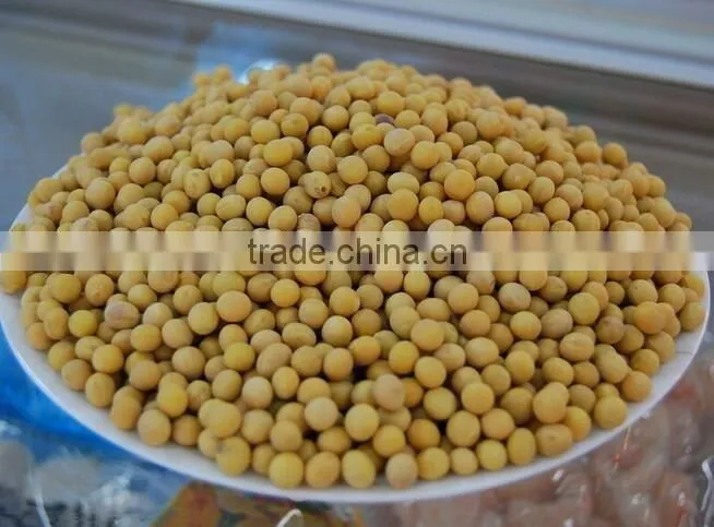 Organic Soybean with Nutritional value yellow soy beans