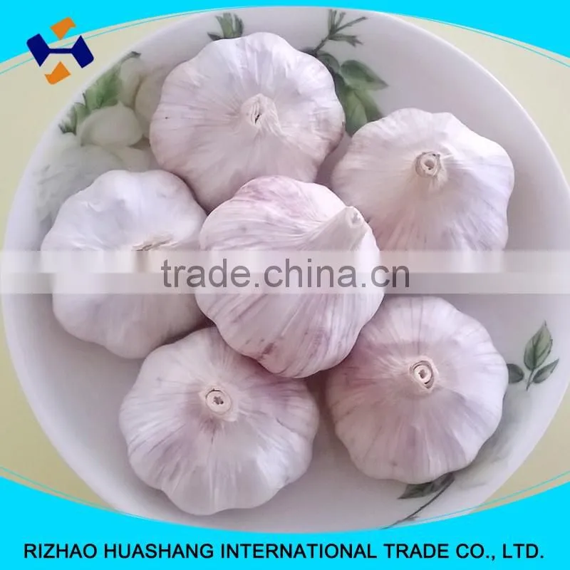 red fresh garlic size5.0cm