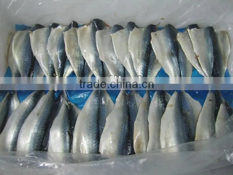 frozen Mackerel fillet