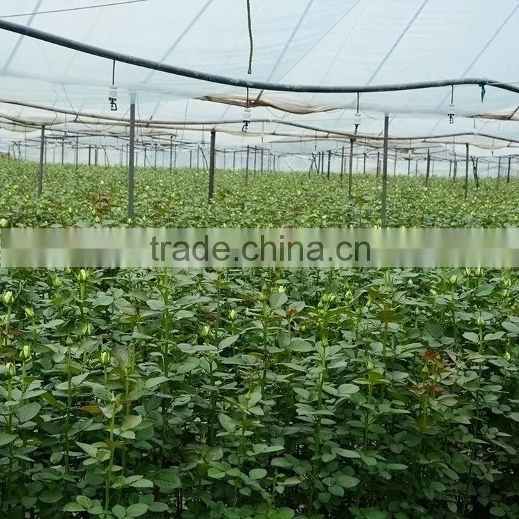 Good quality manufacture eustomas high quality