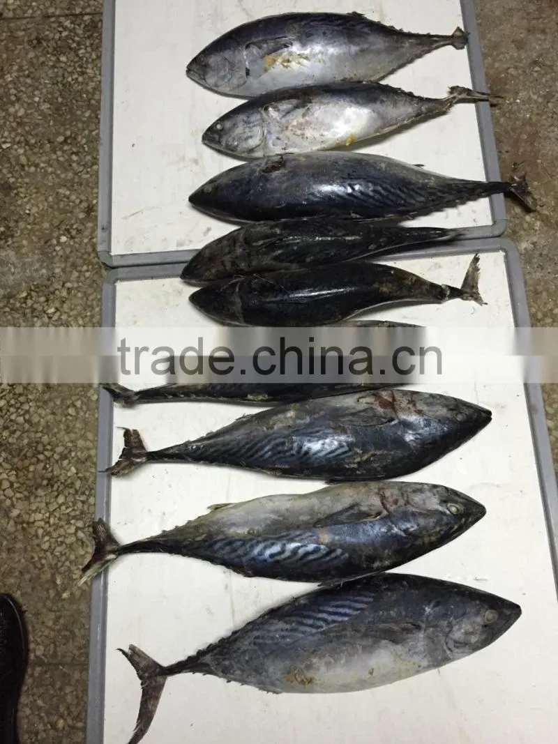 The ship frozen bonito fish