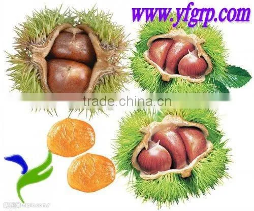 2015 new crop Chinese fresh chestnut for hot sale