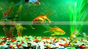 fish tank-y1309310,countertop fish tank, aquarium,fish bowl , goldfish bowl,acrylic fish tank