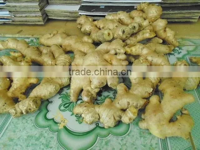 New Ginger from viet nam 2015 - 2016