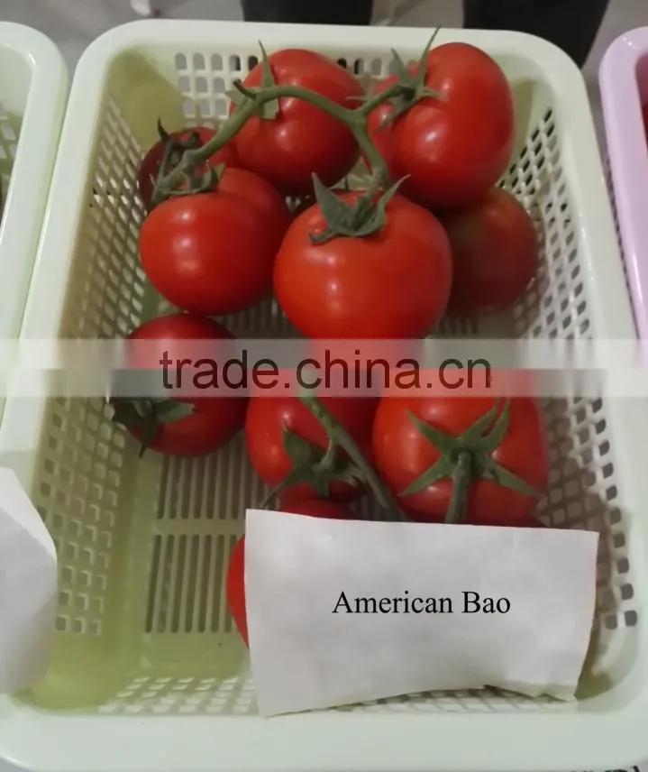 Hybrid F1 Tomato Seeds For Sale-American Bao