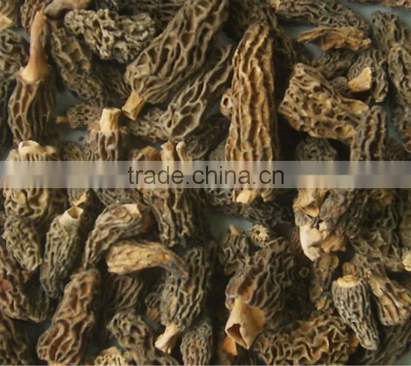 dry Morchella conica toadstool morel market price