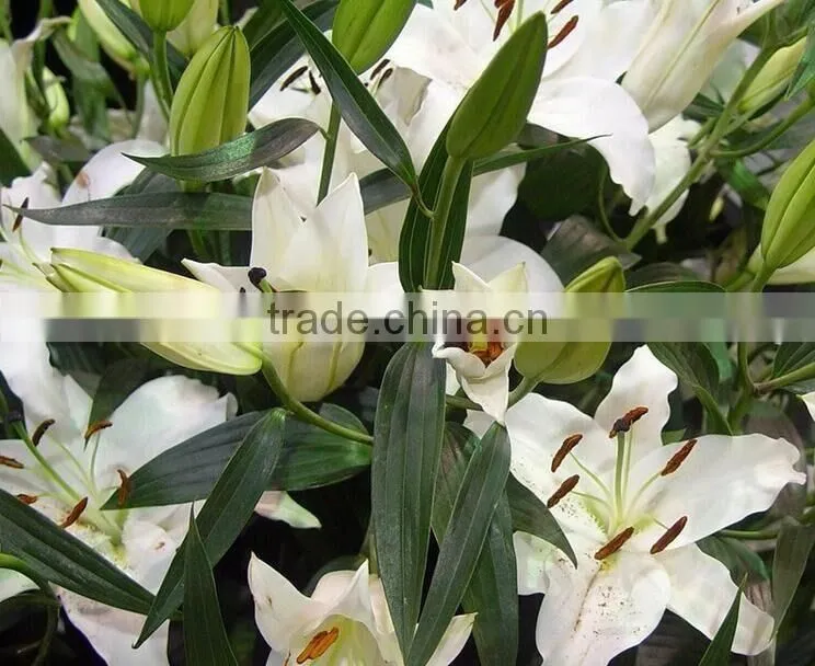 Decoration lily flower fresh cut lily flower Ornamental flower