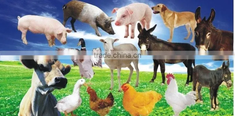 hot sales in Bangladesh chicken feed pellet mill poultry feed ingredient mill