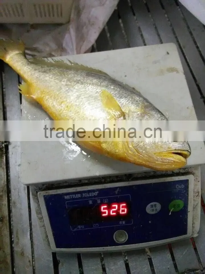 frozen yellow croaker on sale IQF 400-500g ,IWP