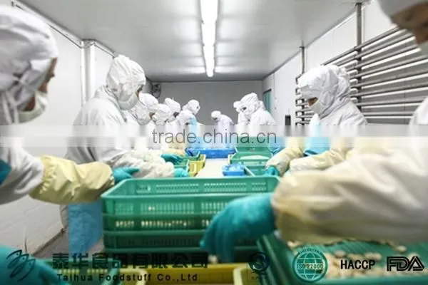 Frozen fresh new produced U5 squid tube