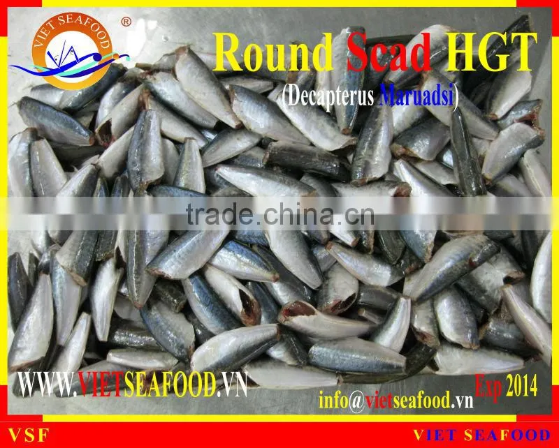 FROZEN HGT ROUND SCAD