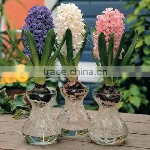 hyacinth glass vase glass jar