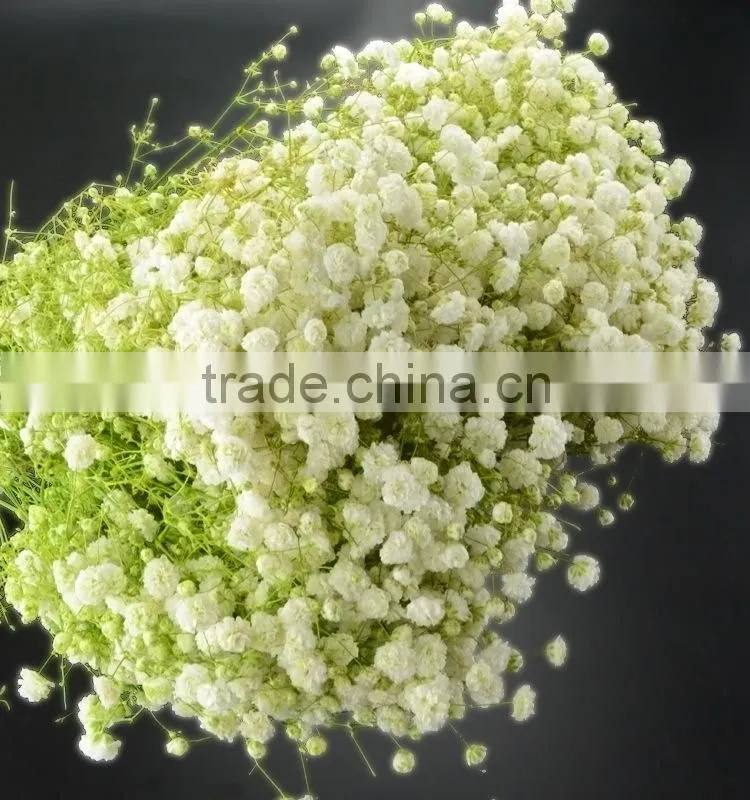 Best quality stylish new product flower fresh gypsophila