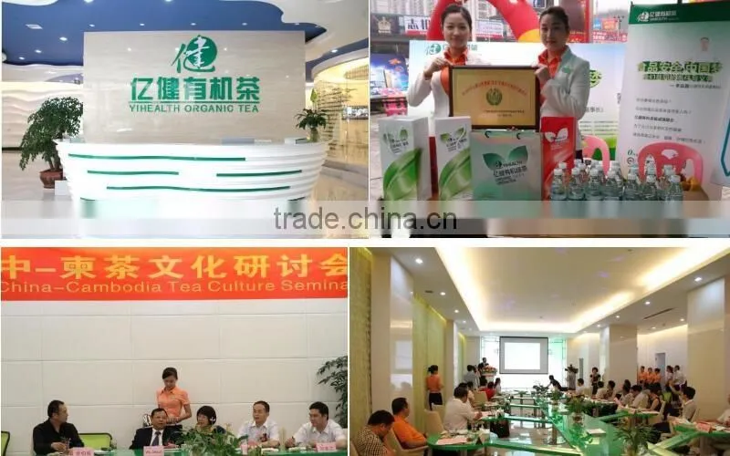 Yihealth Organic Green Tea TJ-GP with JAS Certificate