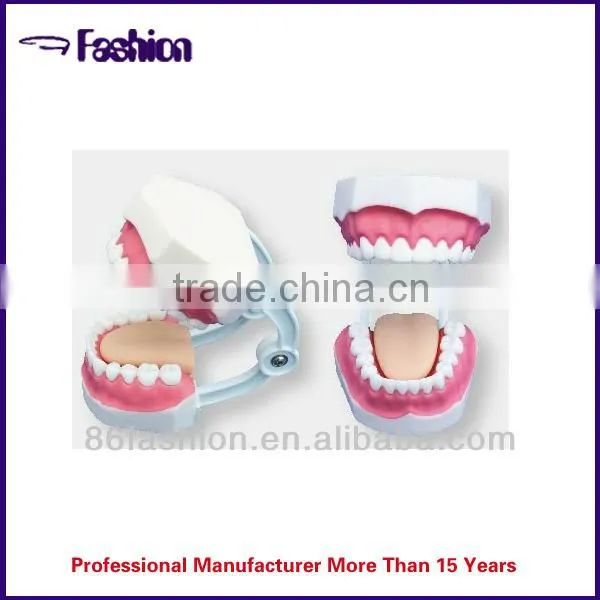 artificial tooth medical model OEM factory