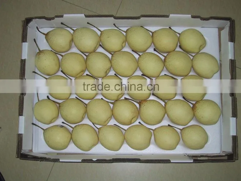 Fresh Shandong Pear 60-70-80 in 15kg Carton