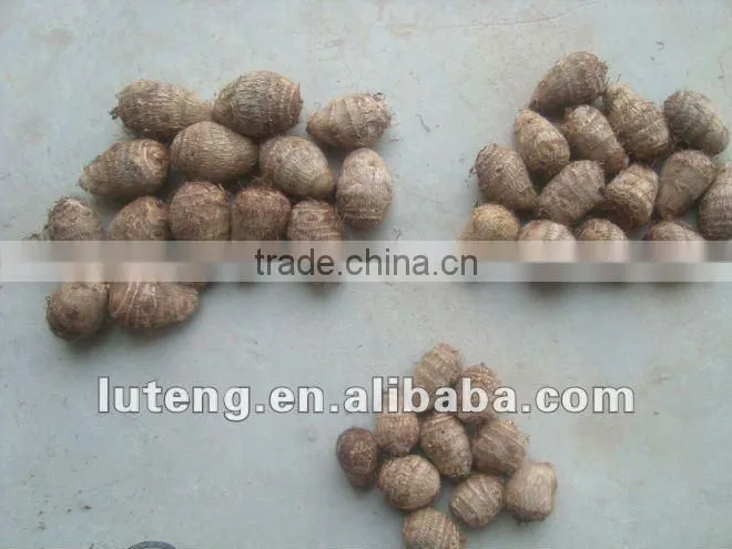 2015 supplier of good taste and natural taro in china