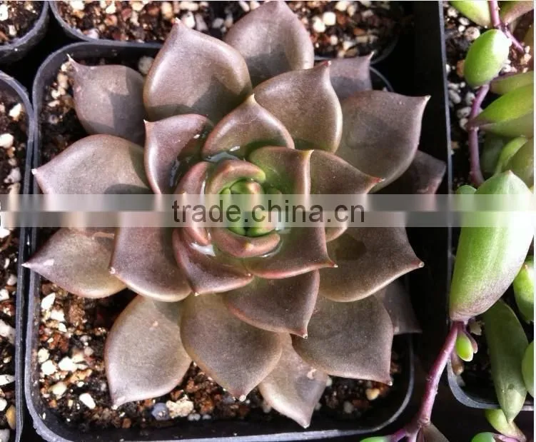 Echeveia 'Black Prince' of succulent plants