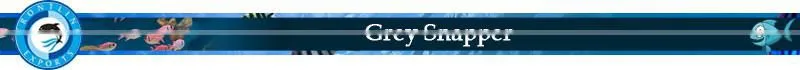 HALAL Certified Whole Frozen Grey Snapper Seller