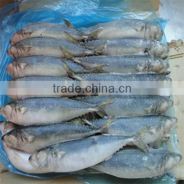 frozen best sea skins fish