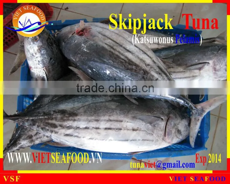 FROZEN W/R SKIPJACK TUNA