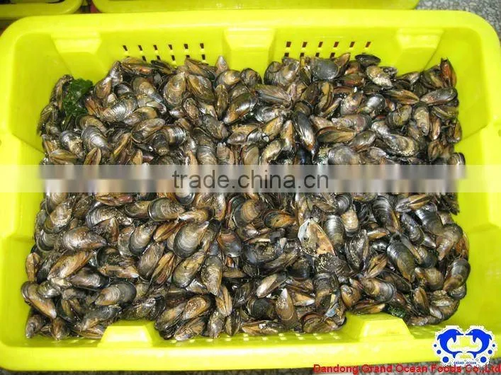 seafood frozen boiled mussel meat with halfshell