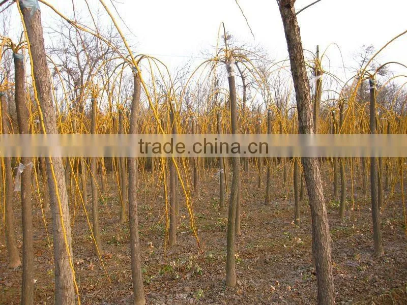 Sophora japonica golden color leaves