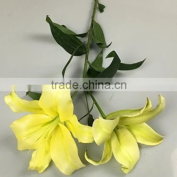 Durable Yellow King yellow lilies flower