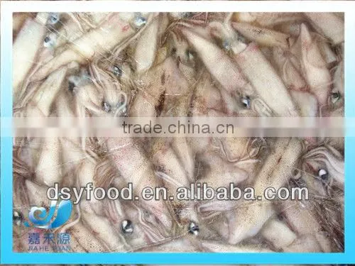 Frozen whole Califorian squid