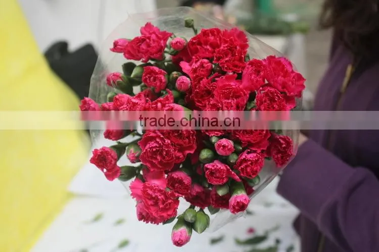 Reasonable price top sell factory flower carnation