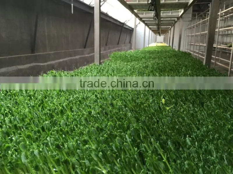 Hydroponics Animal Fodder bean sprout machine/oat sprouting machine/ bean sprout growing machine on sale