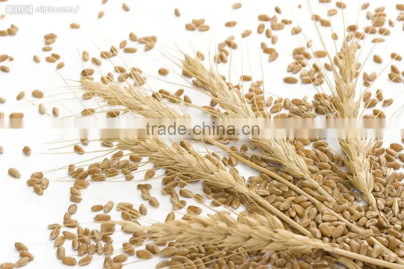 Essential Oil Manufacturer Natural Food Wheat Germ Oil