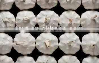 cheapest price new old crop producer of fresh normal white white natural garlic