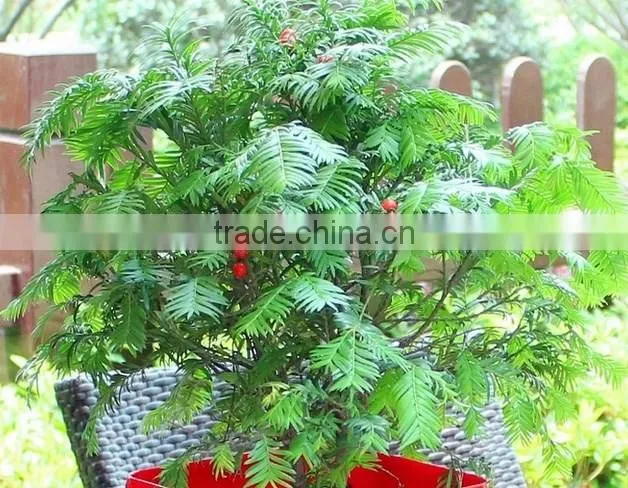 Taxus Bacatta Tree Seedling
