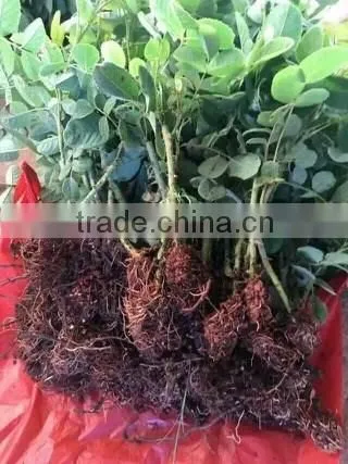 Easy survival rose seedling