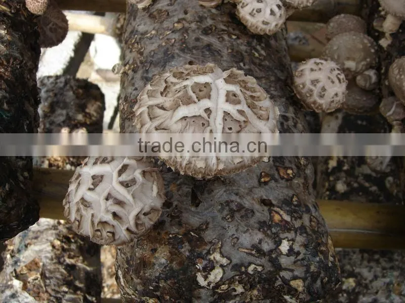dried mushroom,flower mushroom,dried brown and white flower mushroom