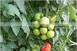 SQ16 Cuty very early maturity baby pick hybrid squash seeds