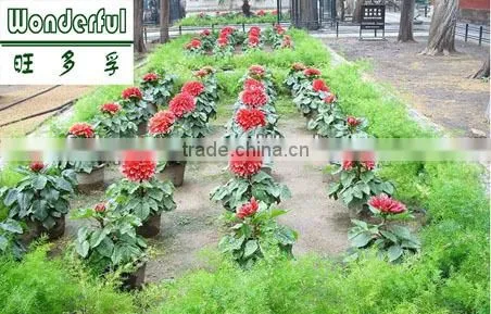plant food,nature organic seaweed fertilizer, kelp meal fertilzier