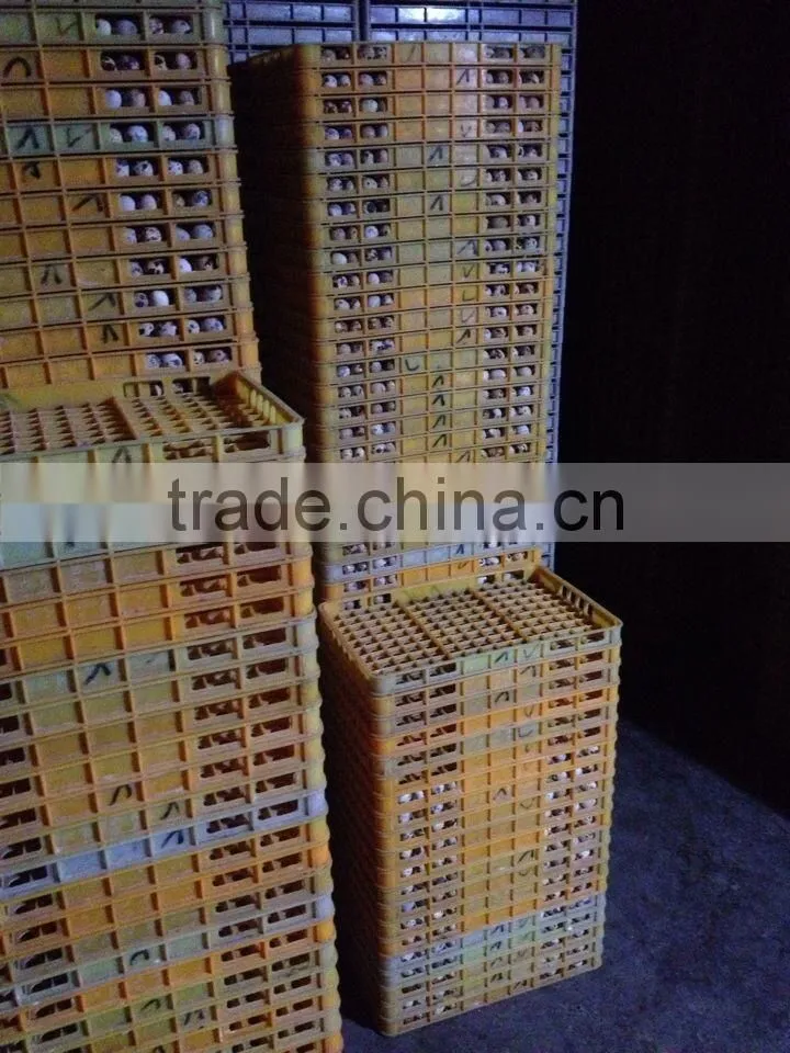 2015 China best selling quail egg tray for transportation