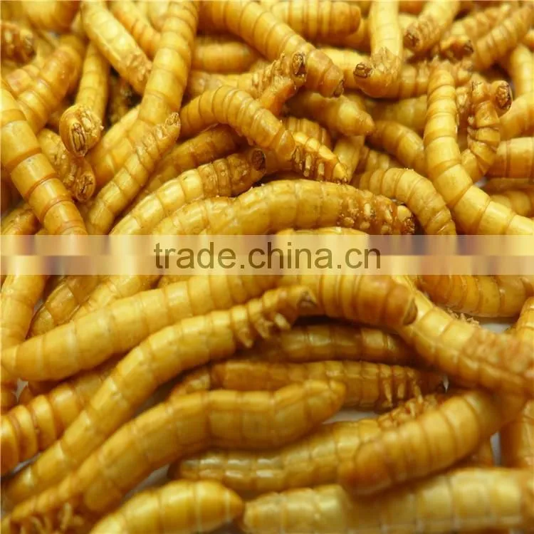 Premium Freeze Dried Mealworms For Bird Food;Natural Mealworms